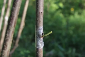 Kalemljenje na spavajući pupoljak