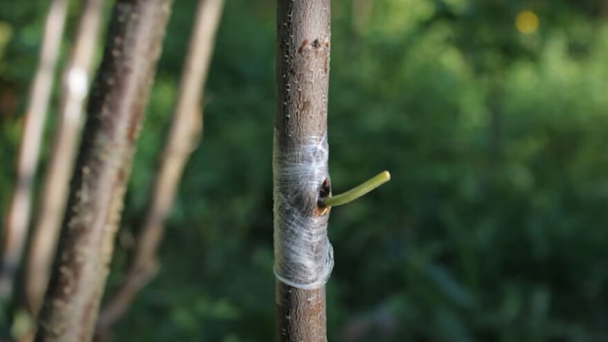 Kalemljenje na spavajući pupoljak obavite do septembra