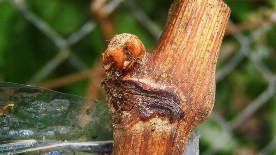 Vinova loza: Vegetativni način razmnožavanja