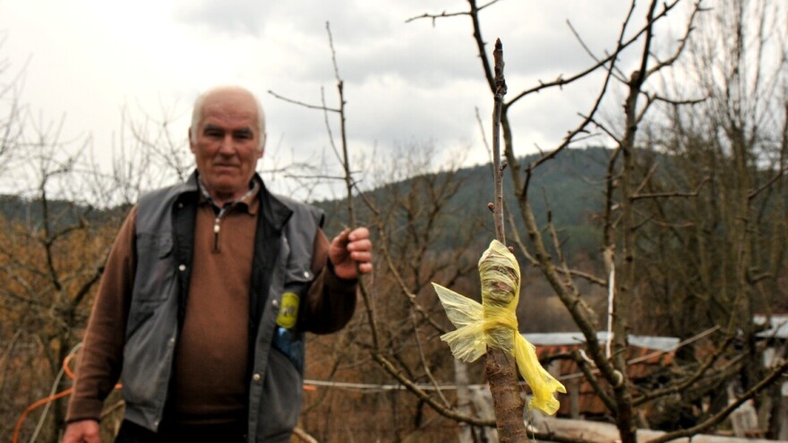 Dragoljub Papić: Voće se oplemenjuje kalemljenjem, a sada je pravo vrijeme za to