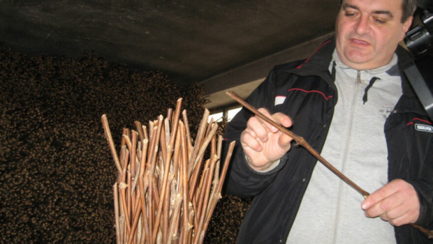 Kalemarstvo - zanat nastao zahvaljujući insektu