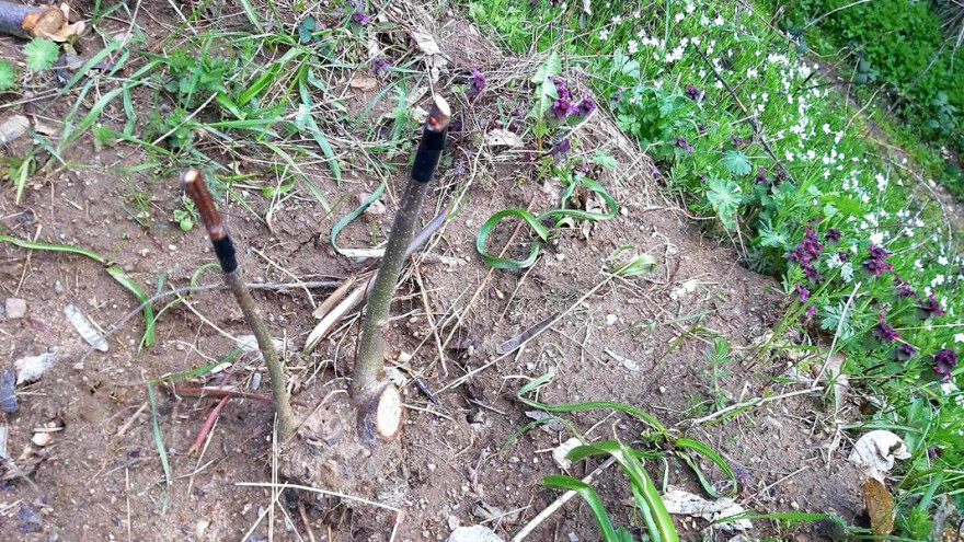 Koštane od propasti pokušava da spasi kalemljenjem novih sadnica