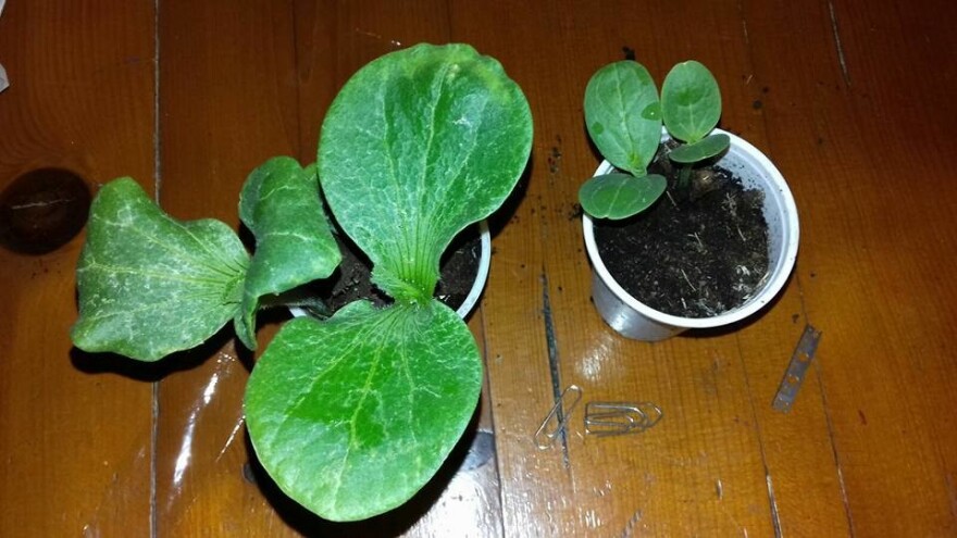 Kalemljenje lubenice na tikvu - veća otpornost i bolji prinos