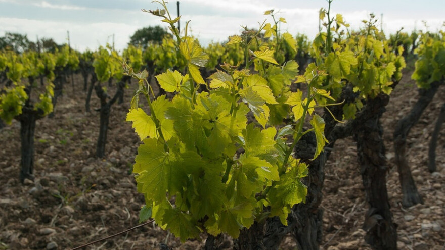 Kalemarima potrebna pomoć države