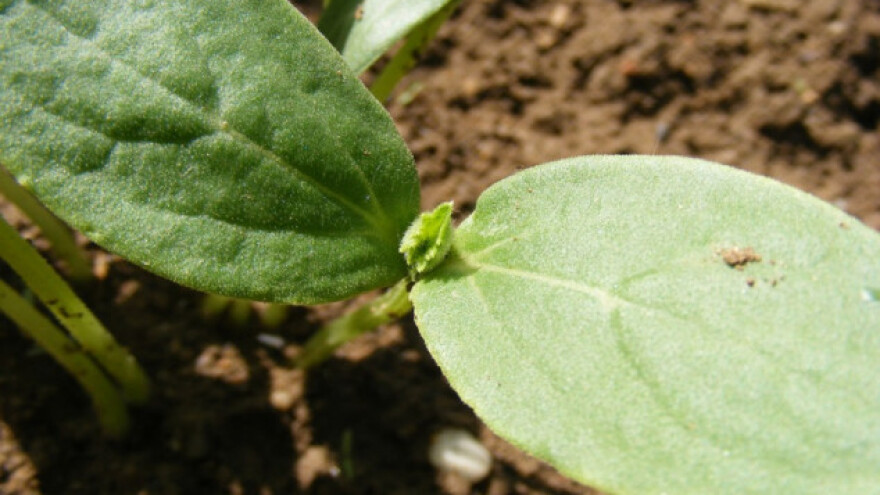 Kalemljenje krastavca na tikvu zbog slabog korijena