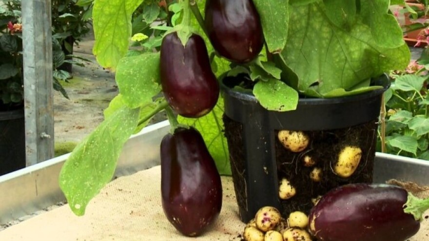 Patlidžan i krompir u jednoj biljci - moguće!