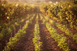 Kalendar dozijevanja voćnih vrsta rasadnika Kraš