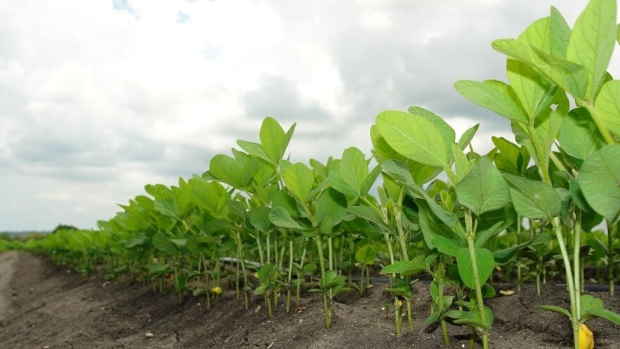3 moćna Kalex folijarna gnojiva koja potiču prorodnu otpornost biljaka!