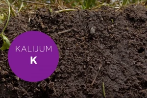 Zašto je kalijum bitan biljkama?