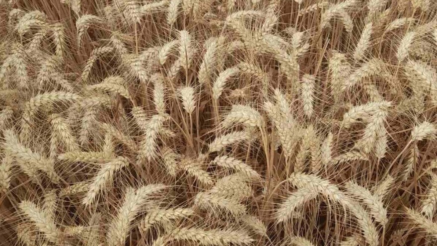 Kalkulacija troškova proizvodnje pšenice 2021. godine