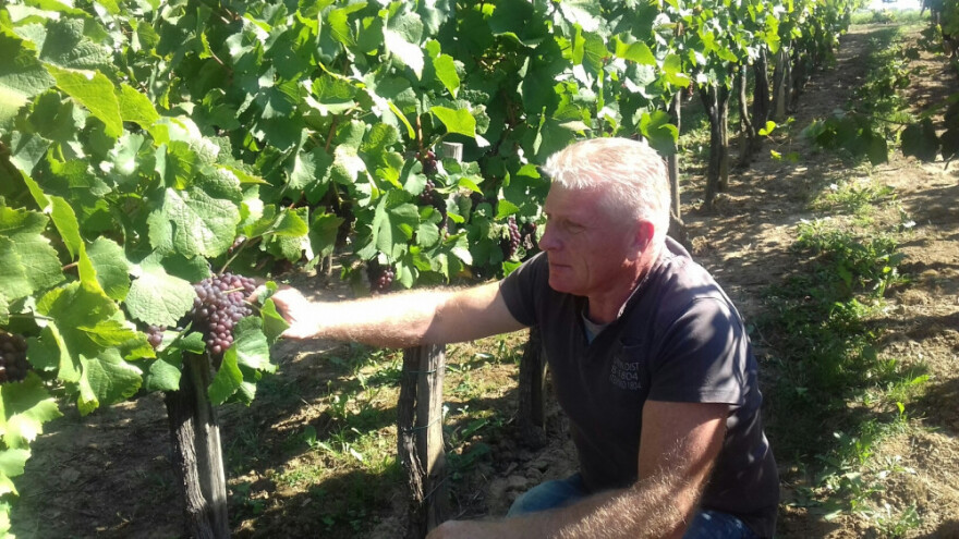 Sorta Kleščec bijeli - njezino vrijeme tek dolazi