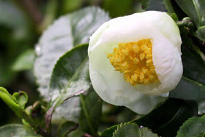 Kamelija sinensis