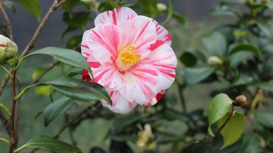 10. Jubilarna izložba kamelija u Opatiji