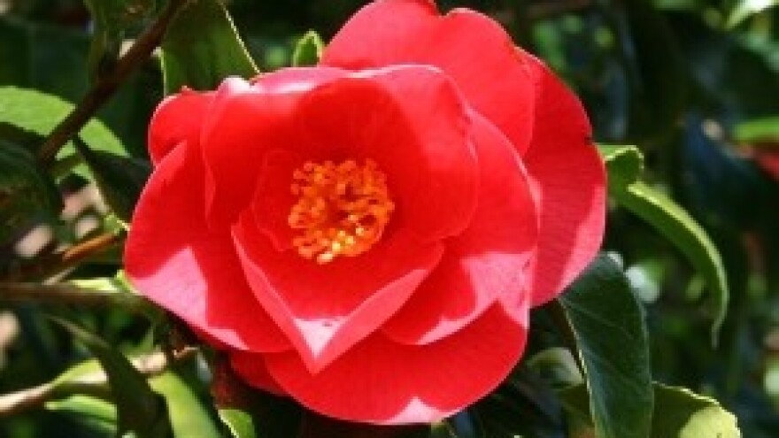 Deset zlatnih pravila za uspjeh u uzgoju cvjetnica