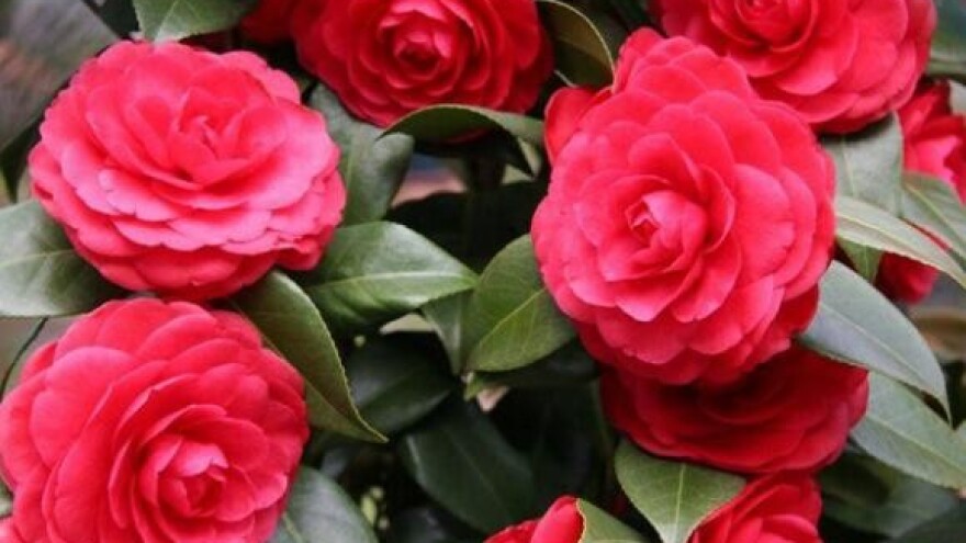 Dani cvijeća u centru svijeta