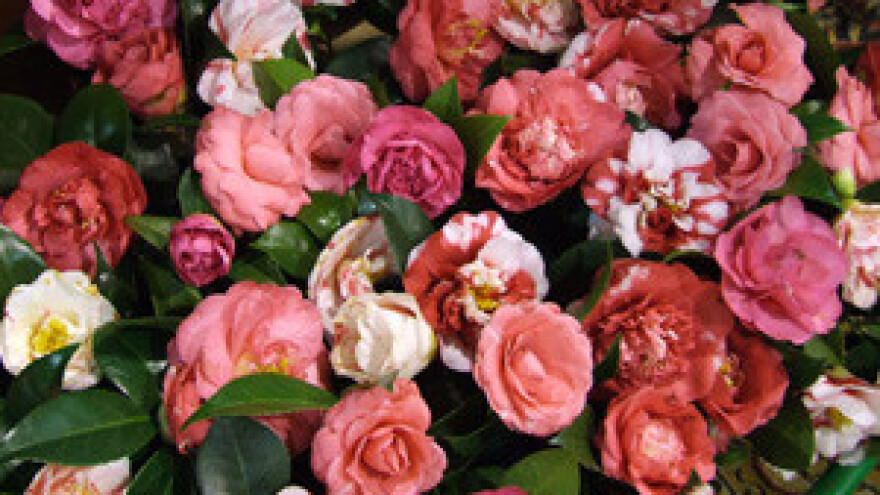 Održana 14. međunarodna izložba cvijeća u Ludbregu