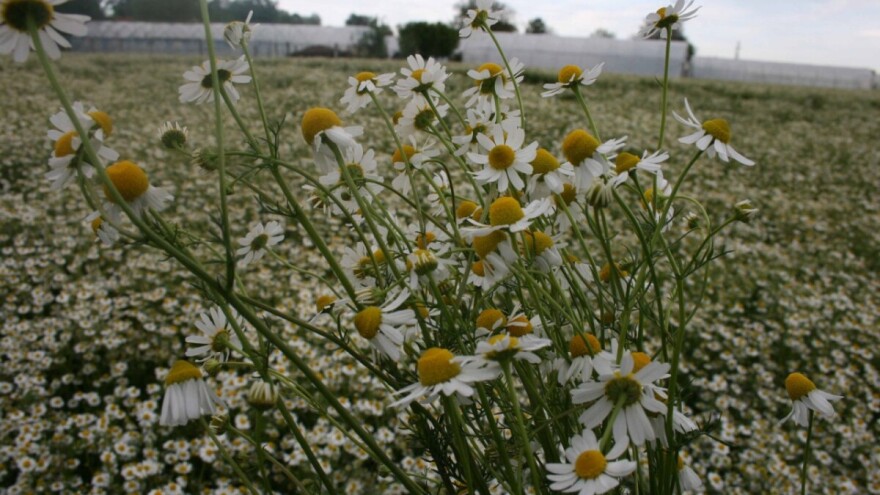 Oznaka HOP i likeru od kamilice, Rozalinda Banić sad ima 12 proizvoda s vrijednom oznakom!