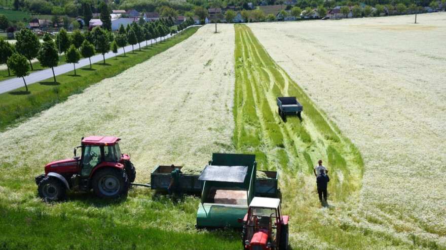 Tko su deset najvećih hrvatskih proizvođača ljekovitog bilja?
