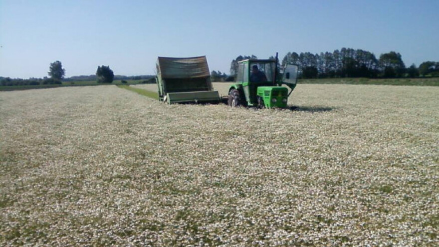 Kamilica i povrće u ugovorenoj proizvodnji