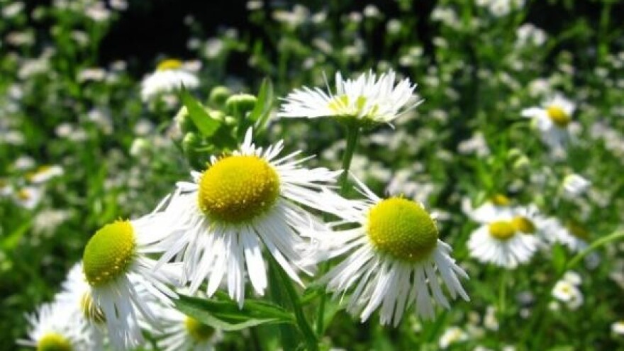 Izniman urod kamilice