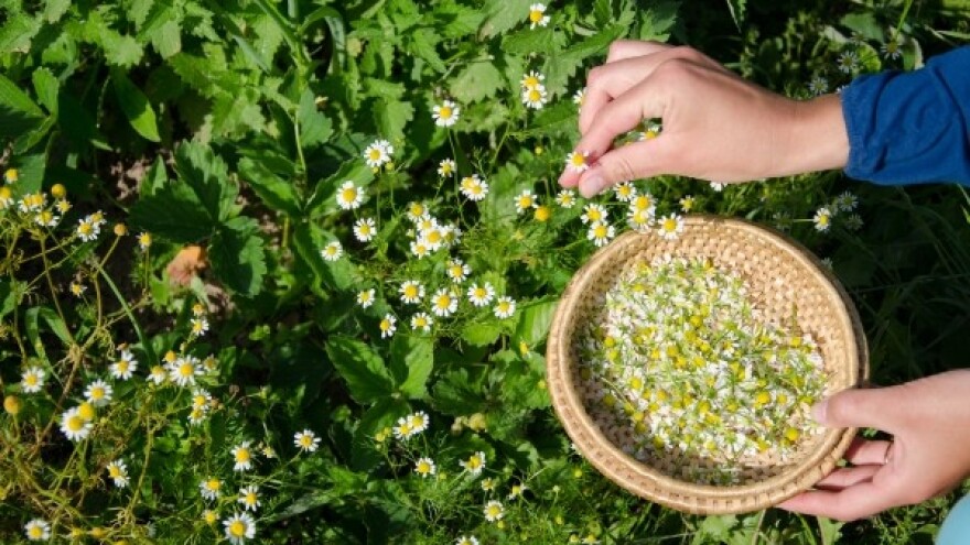 Cijeni li se u BiH organska proizvodnja?