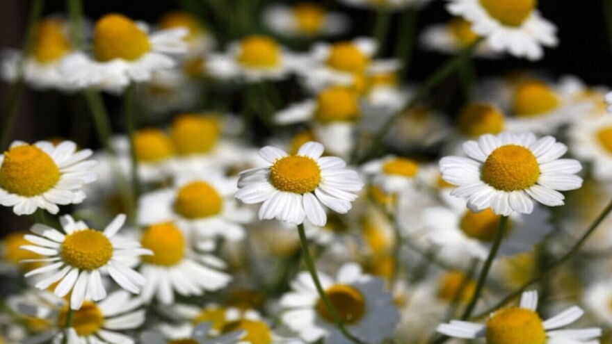 Čajem od kamilice do jače otpornosti i bržeg klijanja semena