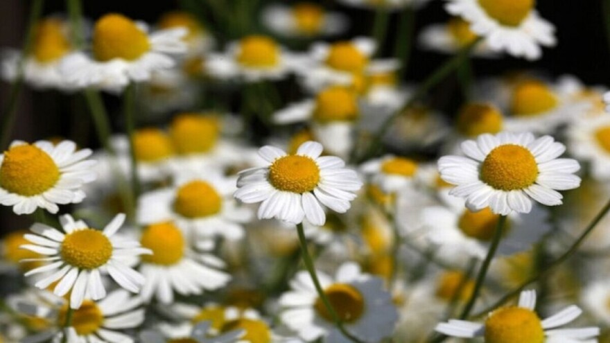 Naša kamilica uskoro na Njemačkom tržištu