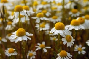 Sve više ekoloških proizvoda, a nemamo ekološkog silosa