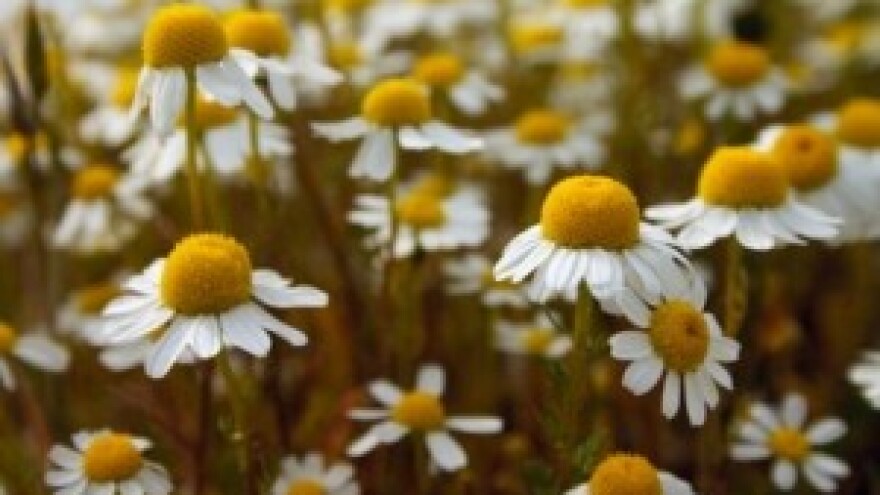 Sve više ekoloških proizvoda, a nemamo ekološkog silosa