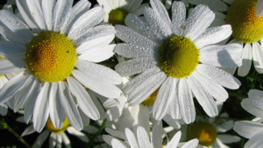 Slavonska ekološka kamilica na tržištu EU