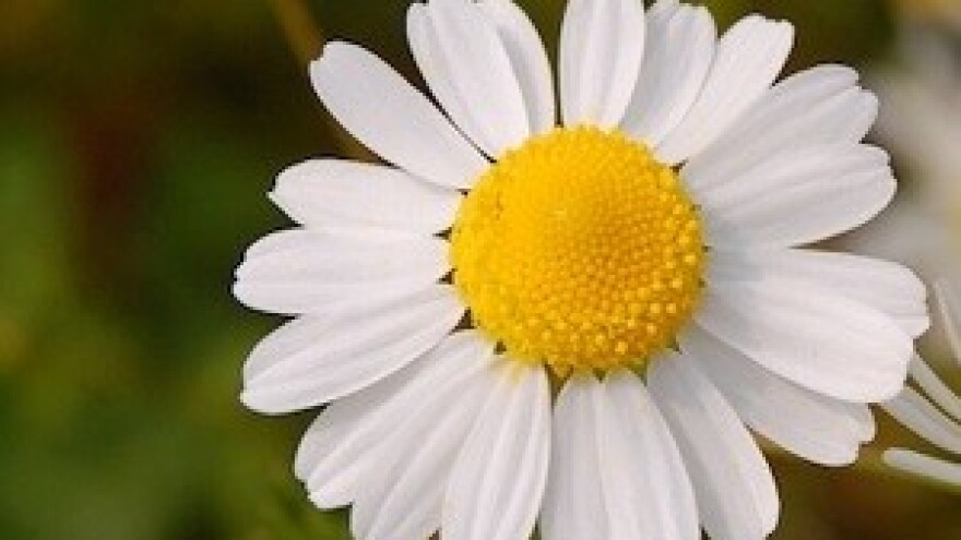 Suzbijanje korova u ranim stadijima