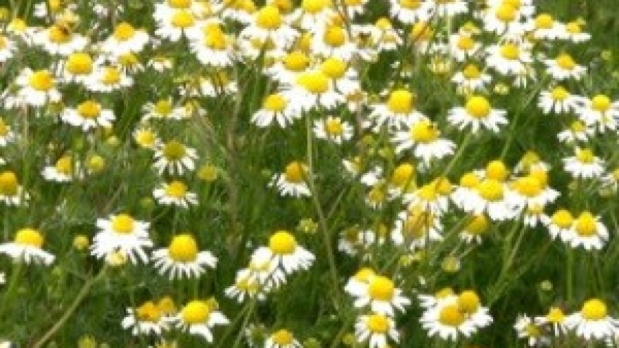 Festival samoniklog jestivog i ljekovitog bilja u Vodnjanu