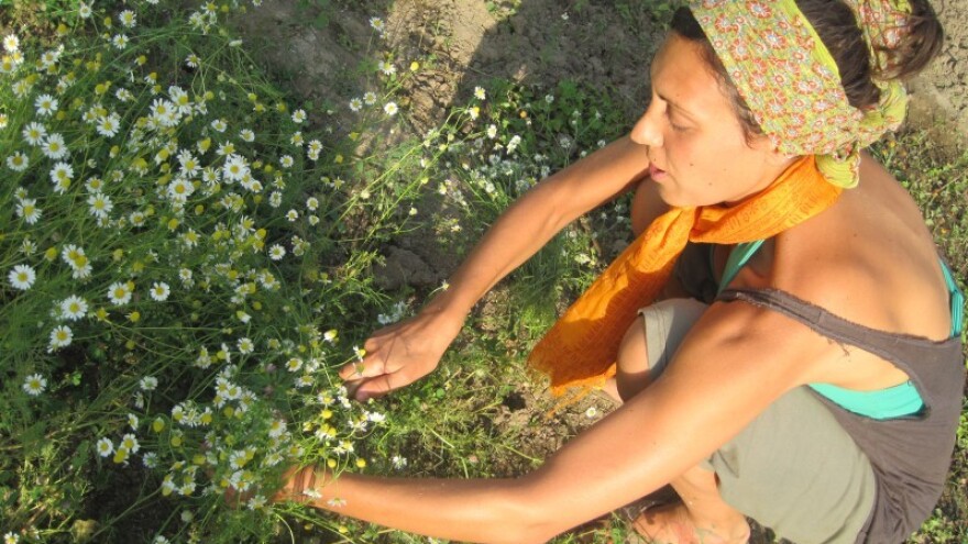 Pola RH da zasijemo kamilicom - sve bi prodali!