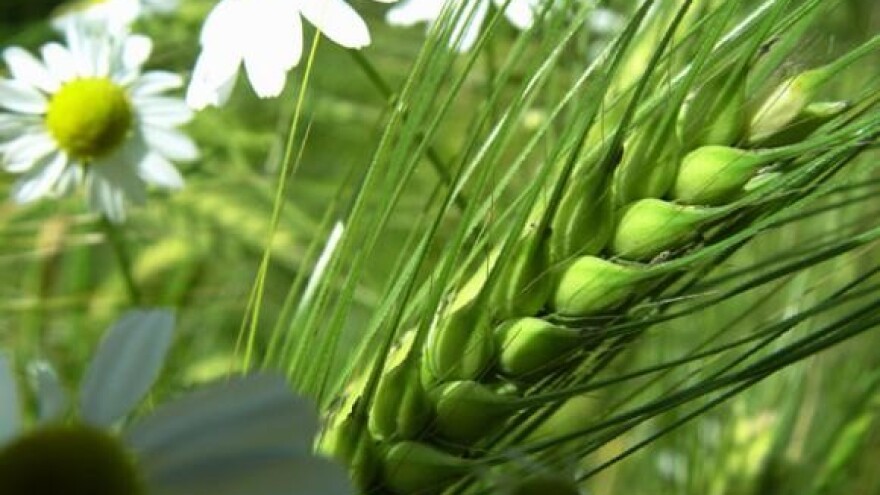 Međunarodni skup o oplemenjivanju bilja, sjemenarstvu i rasadničarstvu