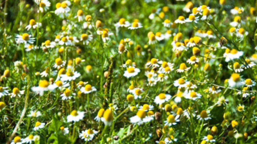 Potencijal lekovitog bilja nedovoljno iskorišćen