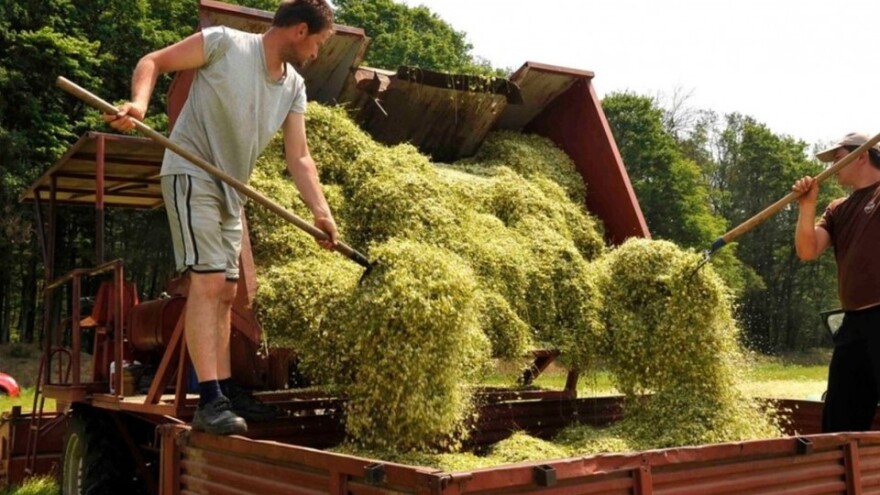 Isplata za završeno ulaganje u preradu kamilice