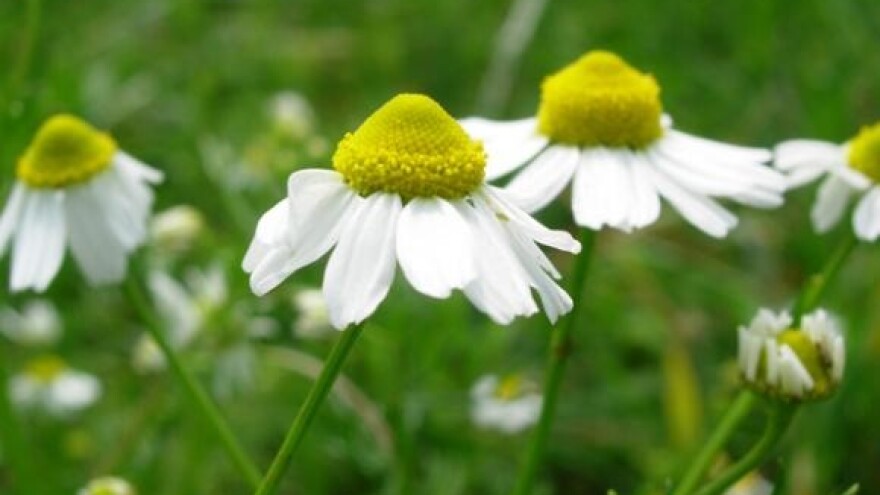 Prepolovljeni prinosi i prihodi od kamilice