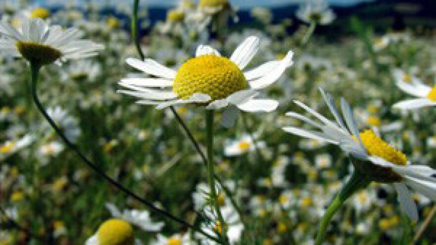 Ljekovito bilje na 500 ha