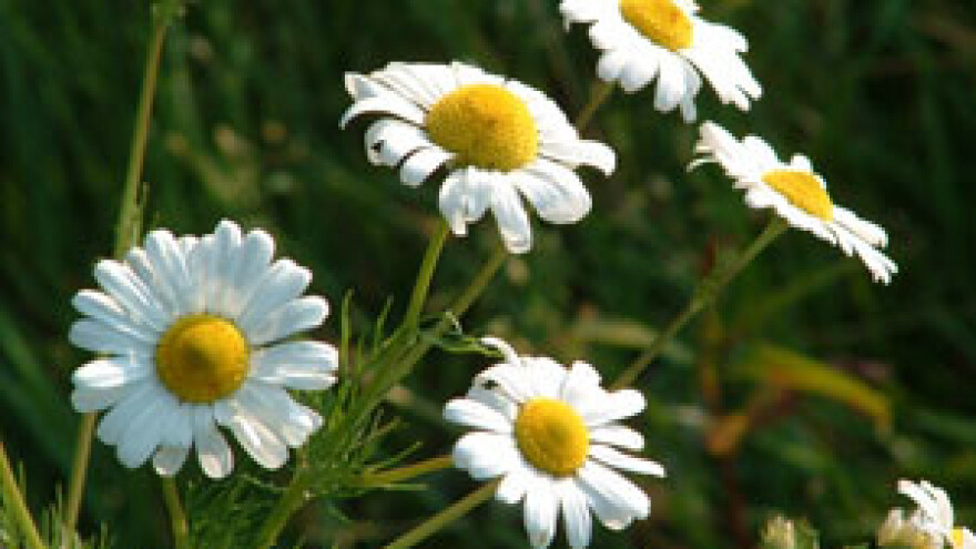 Domaća kamilica uskoro u Kanadi i Izraelu
