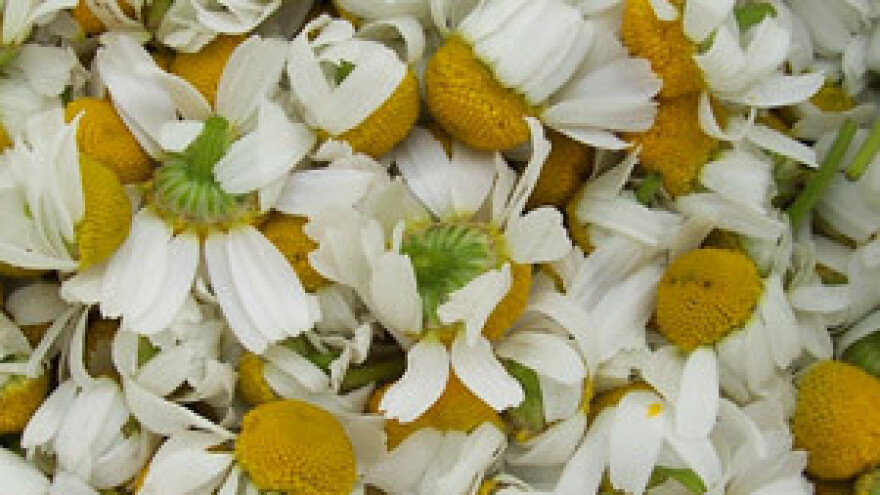 Izvoz ljekovitog bilja vrijedan više od sedam milijuna dolara