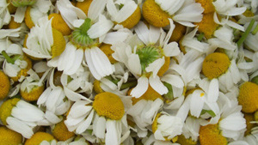 Ljekovito bilje na ekološki način