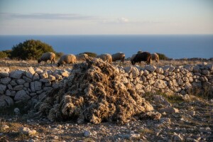 Kamo s tolikom ovčjom vunom?