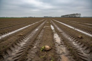 Kampanja Sladorane završila s podbačajem