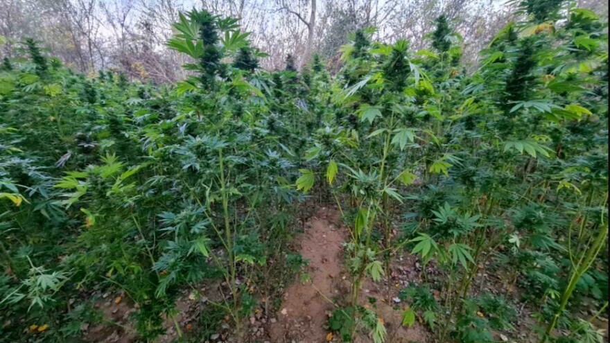 U okolini Aleksinca pronađen zasad kanabisa