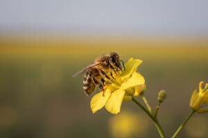 Kanada se bori za zabranu imidakloprida