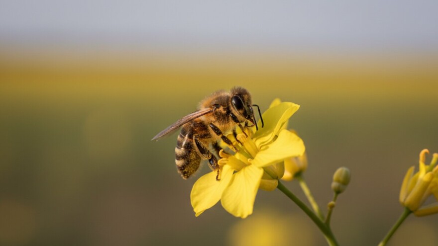 Kanada se bori za zabranu imidakloprida