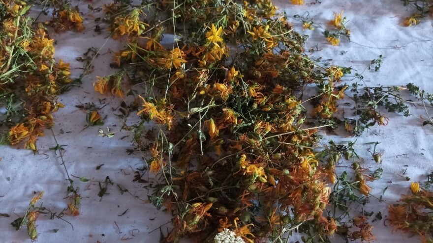 Znate li koja sve lekovita svojstva ima kantarion?