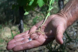 Kanadska hudoljetnica u vinogradima, ima li rješenja za suzbijanje ovog invazivnog korova?
