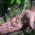 Kanadska hudoljetnica u vinogradima, ima li rješenja za suzbijanje ovog invazivnog korova?