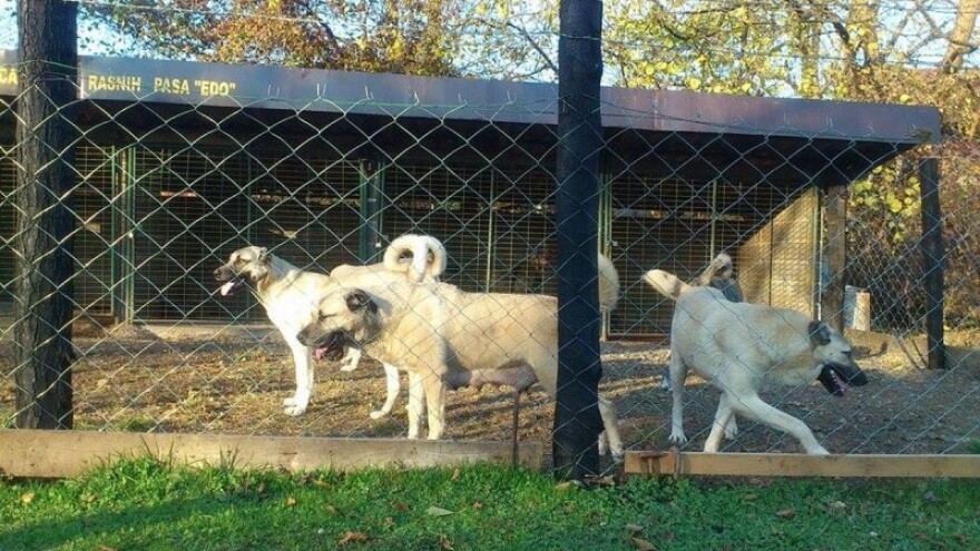 Kangali psi - čuvari stada od vukova